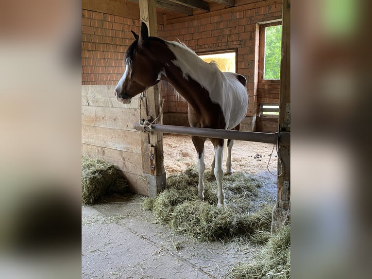 Ägyptischer Araber Wallach 9 Jahre 156 cm Schecke in Hauptwil