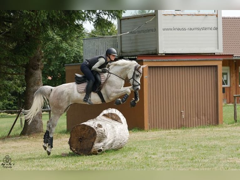 Ägyptischer Araber Wallach 9 Jahre 157 cm Apfelschimmel in Ulm