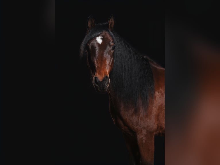 Ägyptischer Araber Wallach 9 Jahre 158 cm Brauner in Trebur