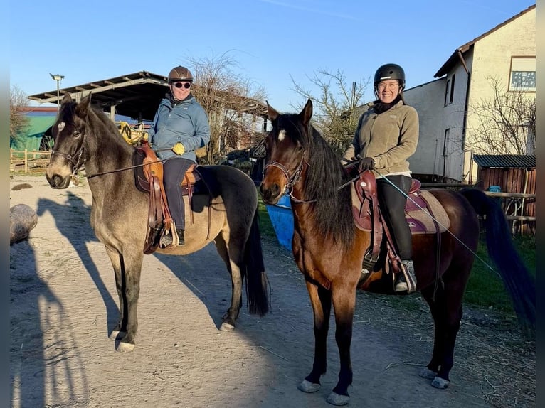 Ägyptischer Araber Wallach 9 Jahre 158 cm Brauner in Trebur
