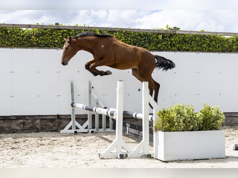 AES Hengst 1 Jaar 145 cm  in Waddinxveen
