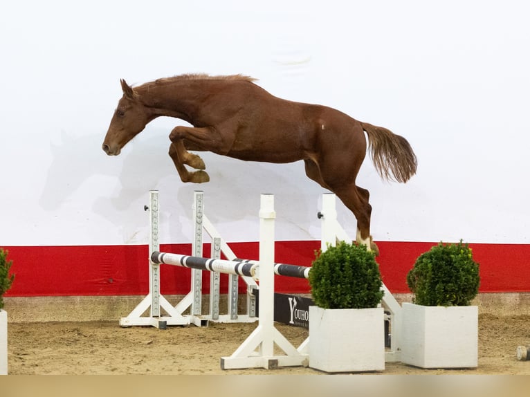 AES Hengst 1 Jaar 154 cm Vos in Waddinxveen