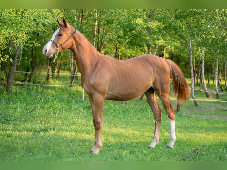 AES Hengst 1 Jaar 170 cm Vos in Garwolin