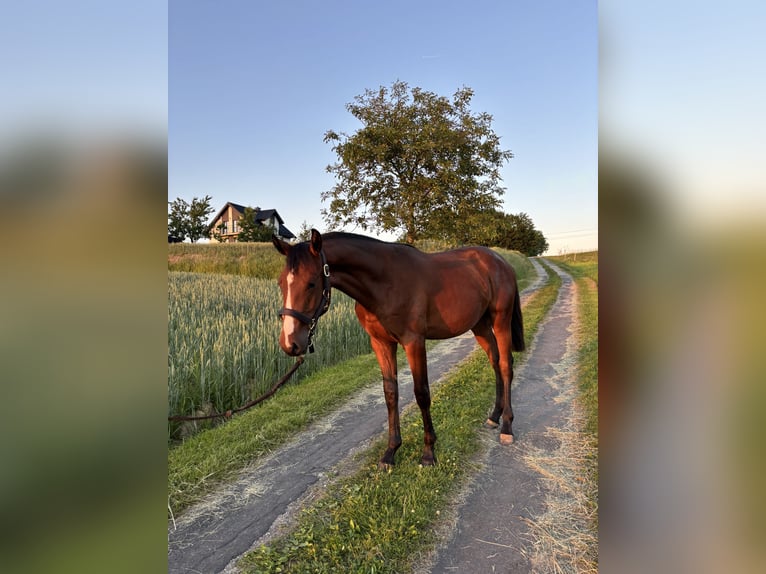 AES Hengst 1 Jaar 175 cm Bruin in Zalasowa