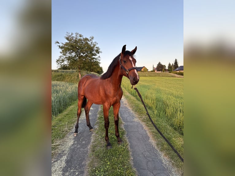 AES Hengst 1 Jaar 175 cm Bruin in Zalasowa