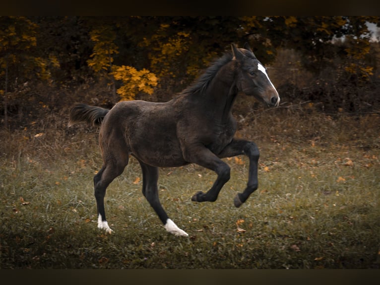 AES Hengst 1 Jaar 175 cm Zwartbruin in Olsztyn