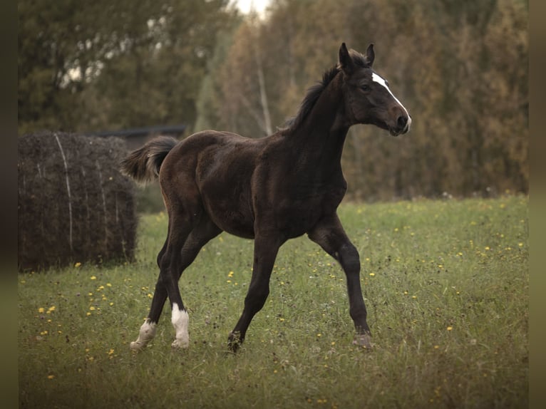 AES Hengst 1 Jaar 175 cm Zwartbruin in Olsztyn