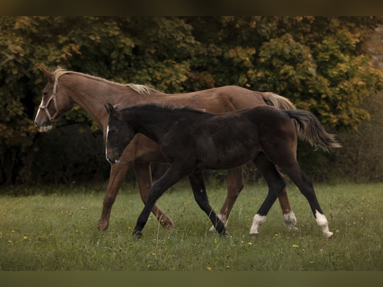 AES Hengst 1 Jaar 175 cm Zwartbruin in Olsztyn