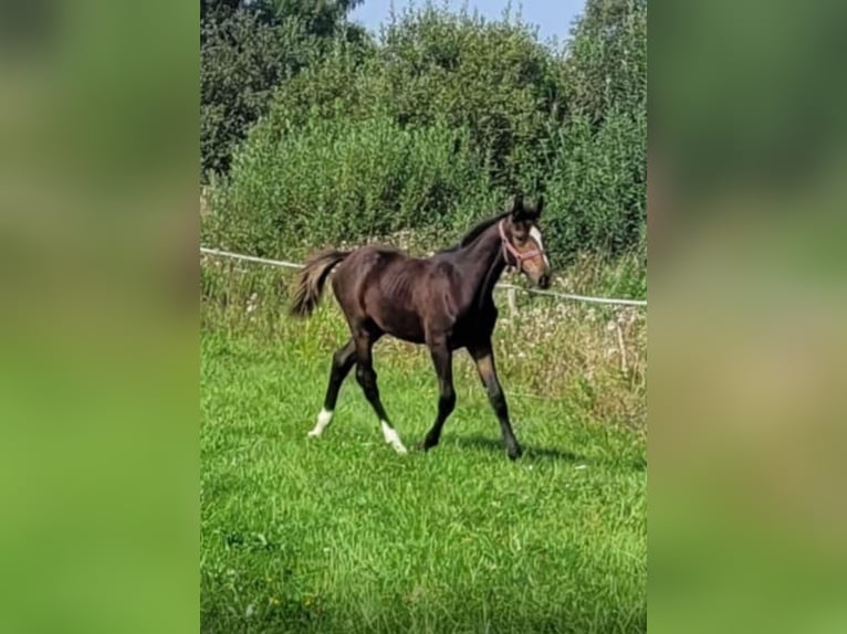 AES Hengst 1 Jaar 175 cm Zwartbruin in Olsztyn