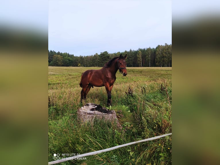 AES Hengst 1 Jaar Bruin in Polakowo