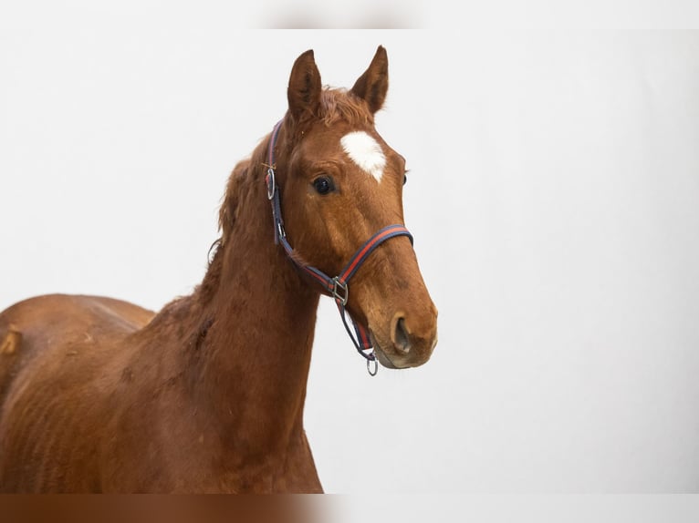 AES Hengst 2 Jaar 151 cm Vos in Waddinxveen