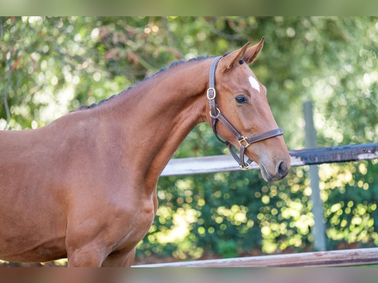 AES Hengst 2 Jaar 156 cm Bruin in GROTE-BROGEL