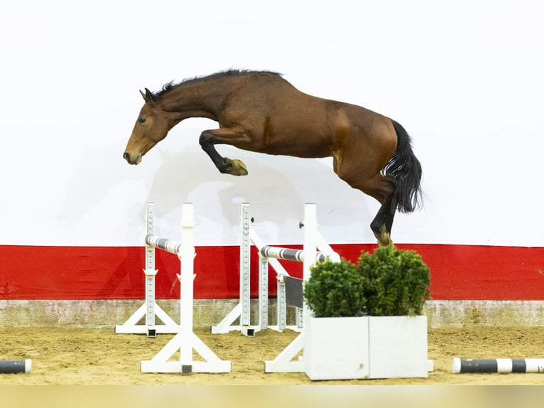 AES Hengst 2 Jaar 157 cm  in Waddinxveen
