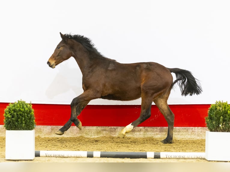 AES Hengst 2 Jaar 159 cm Bruin in Waddinxveen