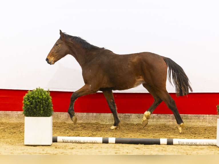 AES Hengst 2 Jaar 160 cm Bruin in Waddinxveen