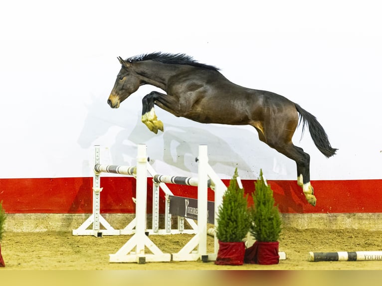 AES Hengst 2 Jaar 160 cm Bruin in Waddinxveen