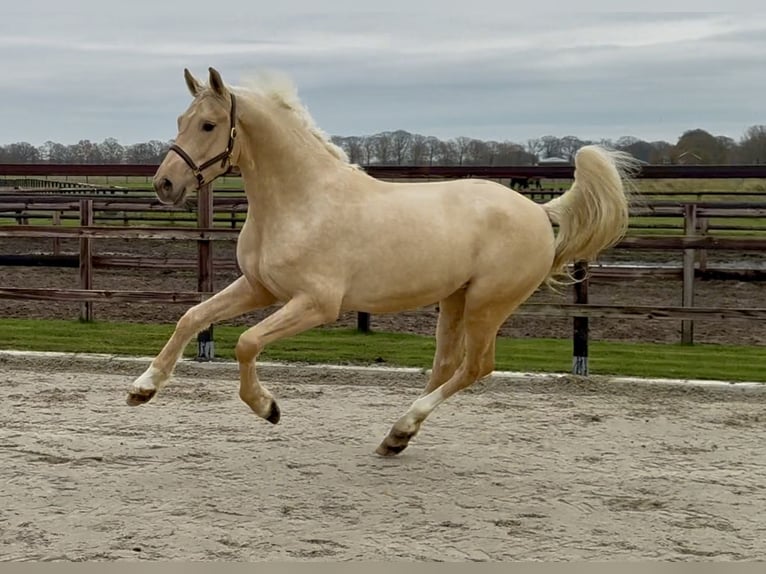 AES Hengst 2 Jaar 162 cm Palomino in Zieuwent