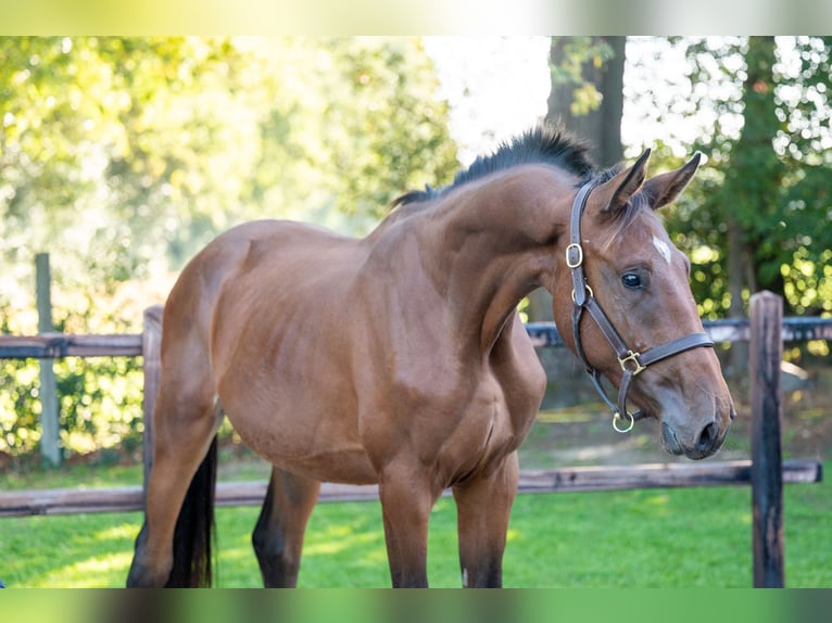AES Hengst 2 Jaar 164 cm Bruin in GROTE-BROGEL