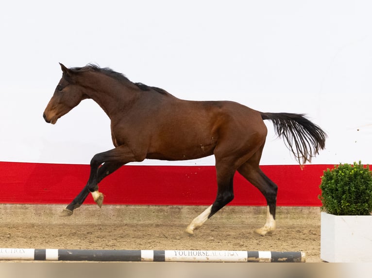 AES Hengst 2 Jaar 164 cm Bruin in Waddinxveen