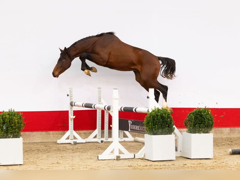 AES Hengst 2 Jaar 164 cm Bruin in Waddinxveen