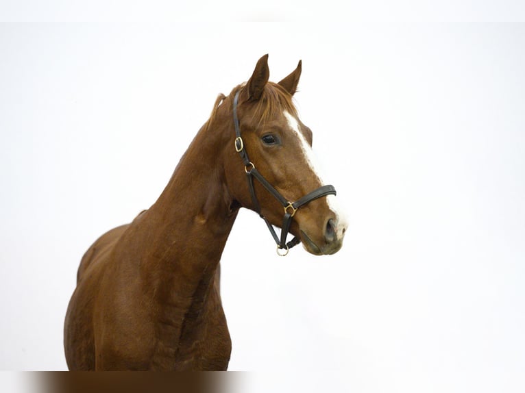 AES Hengst 2 Jaar 168 cm Vos in Waddinxveen