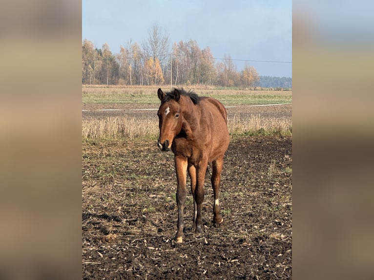 AES Hengst 2 Jaar 170 cm Bruin in Nowe Miasto