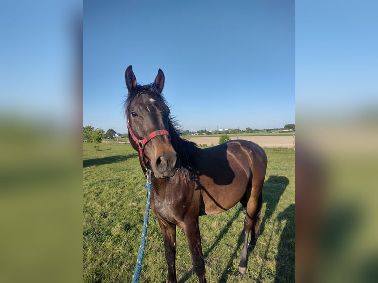 AES Hengst 3 Jaar 150 cm Zwartbruin in Stryk&#xF3;w