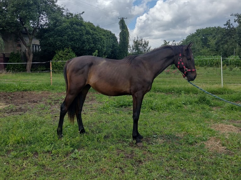 AES Hengst 3 Jaar 150 cm Zwartbruin in Stryk&#xF3;w