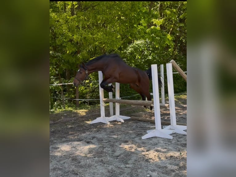 AES Hengst 3 Jaar 158 cm  in Karlovac