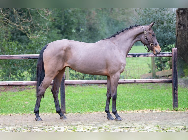 AES Hengst 3 Jaar 160 cm in GROTE-BROGEL