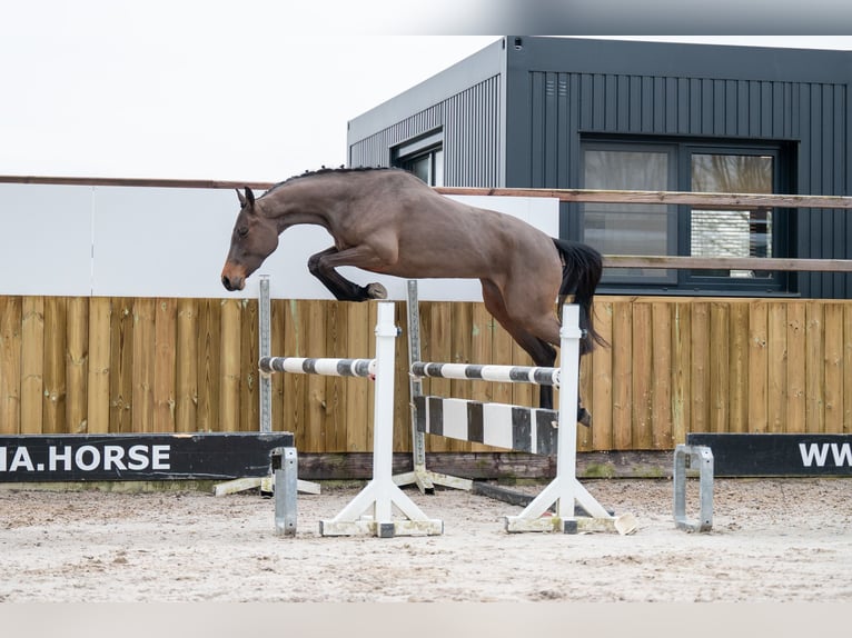 AES Hengst 3 Jaar 160 cm in GROTE-BROGEL