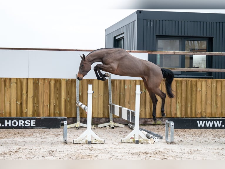 AES Hengst 3 Jaar 160 cm in GROTE-BROGEL