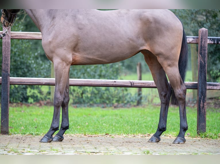 AES Hengst 3 Jaar 160 cm in GROTE-BROGEL