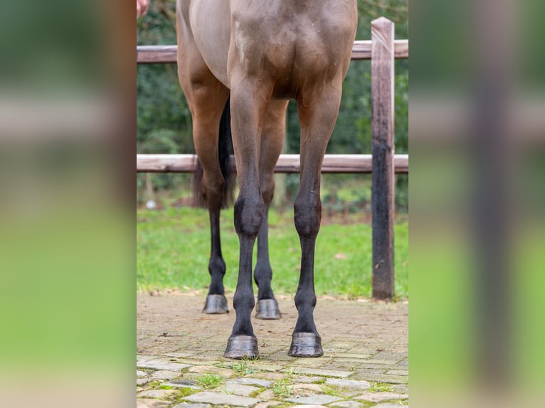 AES Hengst 3 Jaar 160 cm in GROTE-BROGEL