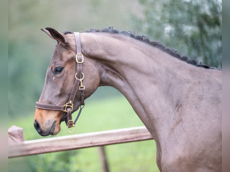 AES Hengst 3 Jaar 160 cm in GROTE-BROGEL