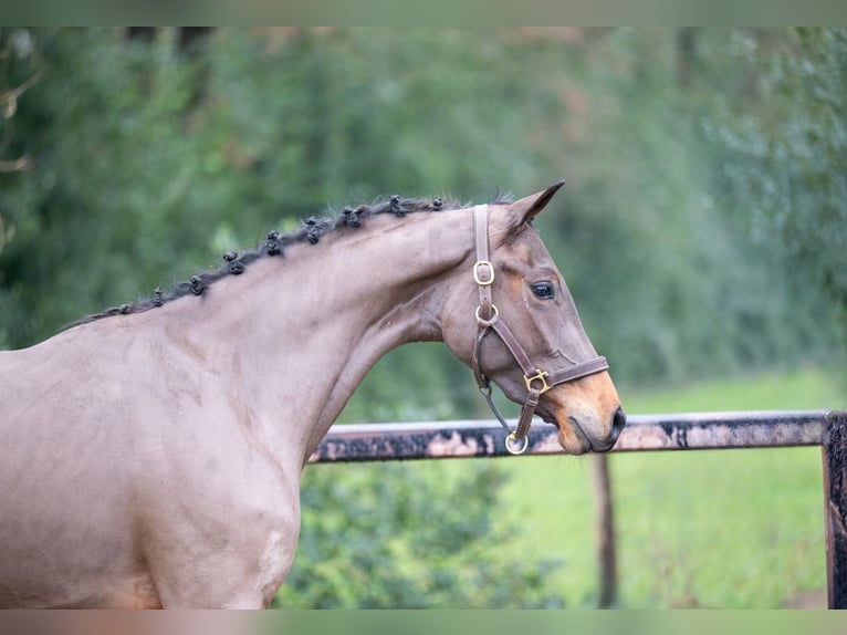 AES Hengst 3 Jaar 160 cm in GROTE-BROGEL