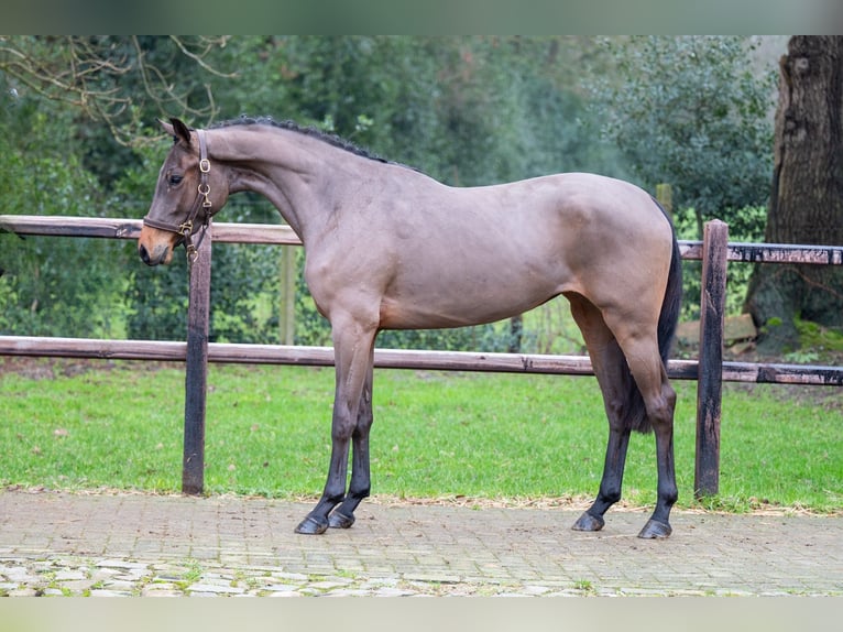 AES Hengst 3 Jaar 160 cm in GROTE-BROGEL