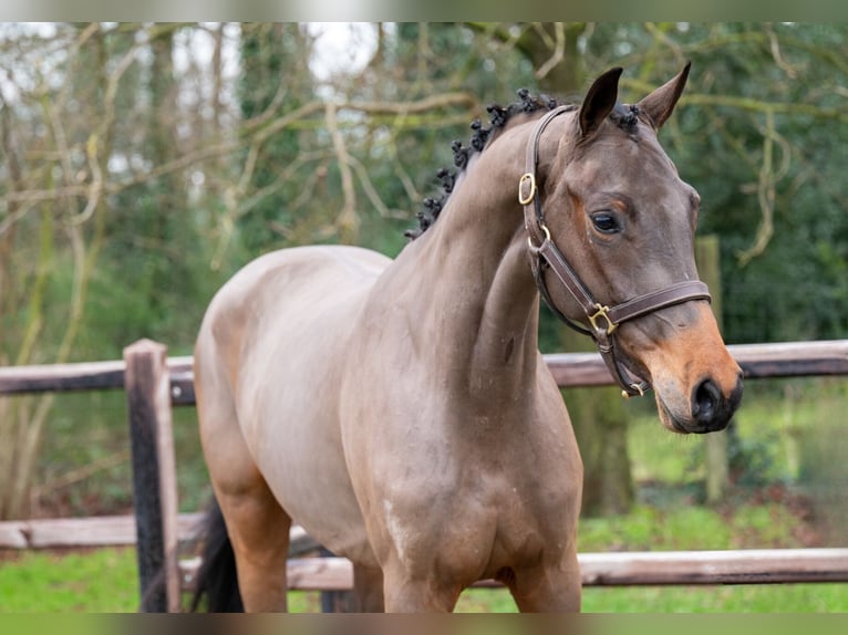 AES Hengst 3 Jaar 160 cm in GROTE-BROGEL