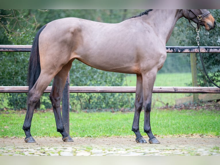 AES Hengst 3 Jaar 160 cm in GROTE-BROGEL