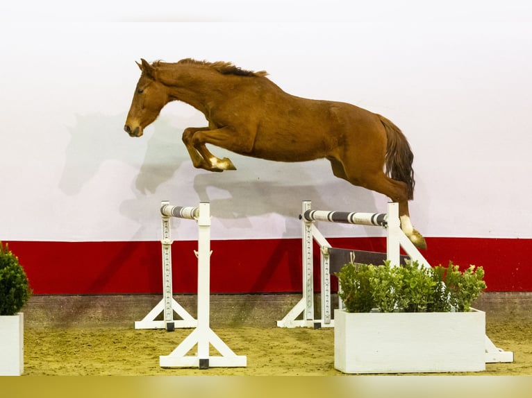 AES Hengst 3 Jaar 161 cm Vos in Waddinxveen