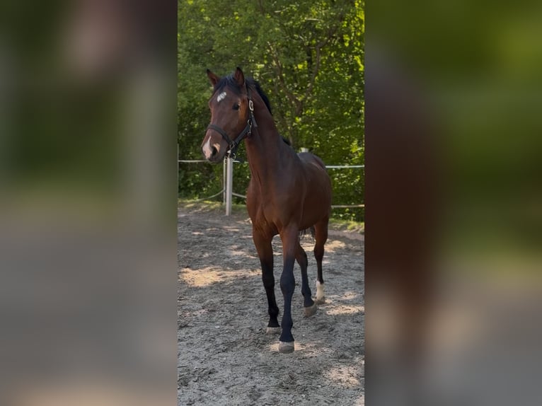 AES Hengst 3 Jaar 162 cm  in karlovac