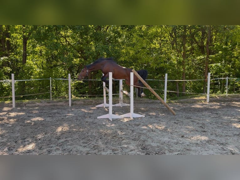 AES Hengst 3 Jaar 162 cm  in karlovac