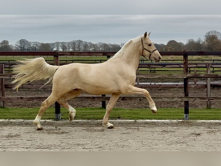 AES Hengst 3 Jaar 162 cm Palomino in Zieuwent