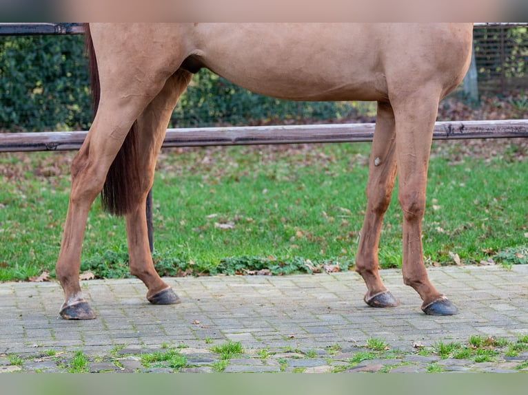 AES Hengst 3 Jaar 164 cm Vos in Grote Brogel