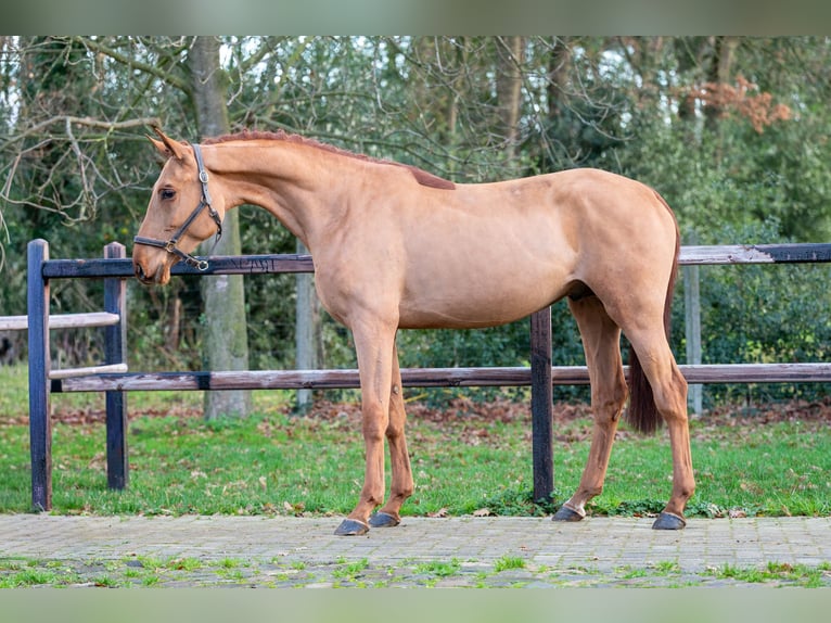 AES Hengst 3 Jaar 164 cm Vos in Wijchmaal