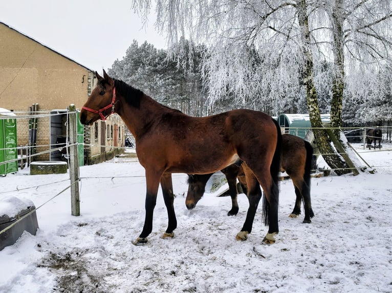 AES Hengst 3 Jaar 167 cm Roodbruin in Stara Wiśniewka