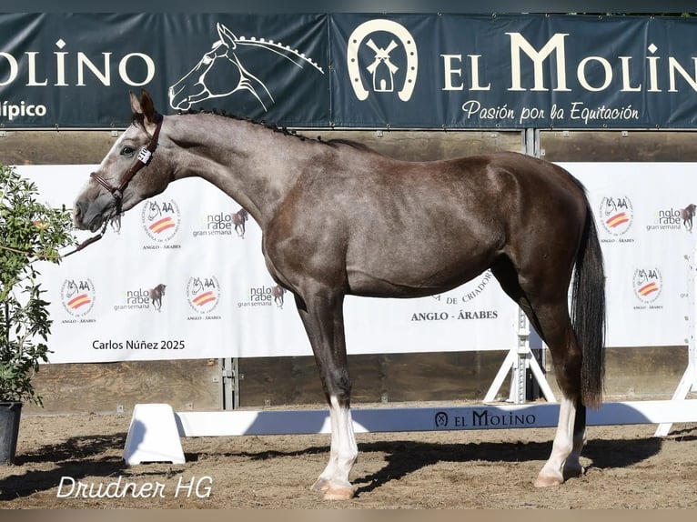 AES Hengst 3 Jaar 171 cm Schimmel in Ciudad Real