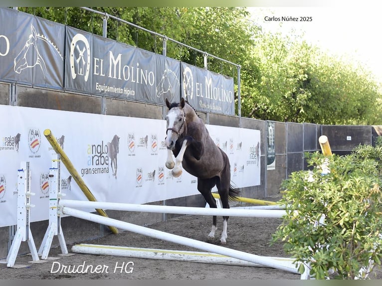 AES Hengst 3 Jaar 171 cm Schimmel in Ciudad Real