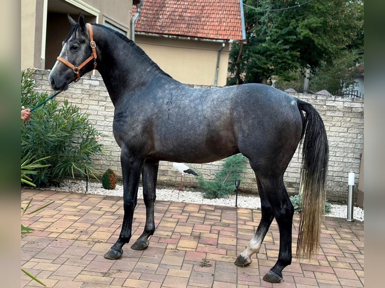 AES Hengst 3 Jaar 171 cm Schimmel in Murska Soboda