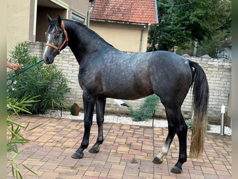 AES Hengst 3 Jaar 171 cm Schimmel in Murska Soboda